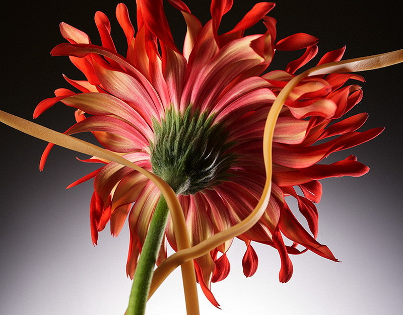 Не менее 3 лет требуется белгородцам для накопления на первоначальный взнос по ипотеке